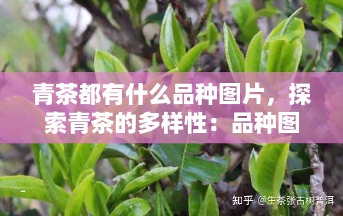 青茶都有什么品种图片，探索青茶的多样性：品种图片大揭秘！