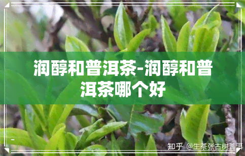 润醇和普洱茶-润醇和普洱茶哪个好