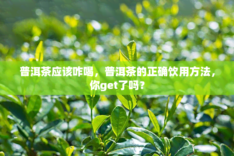 普洱茶应该咋喝，普洱茶的正确饮用方法，你get了吗？