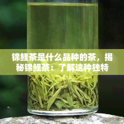 锦鲤茶是什么品种的茶，揭秘锦鲤茶：了解这种独特的茶叶品种