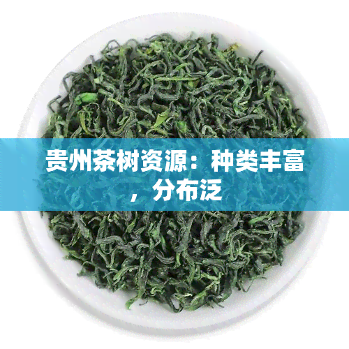 贵州茶树资源：种类丰富，分布泛