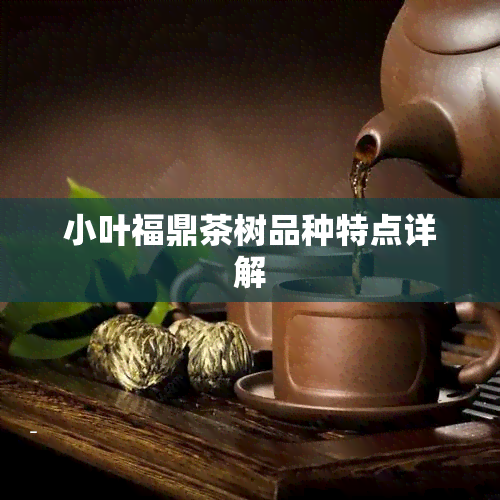 小叶福鼎茶树品种特点详解