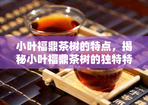 小叶福鼎茶树的特点，揭秘小叶福鼎茶树的独特特点