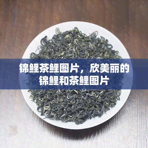 锦鲤茶鲤图片，欣美丽的锦鲤和茶鲤图片