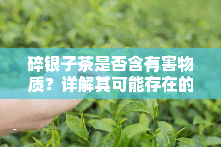 碎银子茶是否含有害物质？详解其可能存在的风险与安全问题