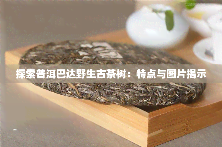 探索普洱巴达野生古茶树：特点与图片揭示