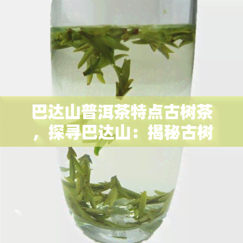 巴达山普洱茶特点古树茶，探寻巴达山：揭秘古树普洱茶的独特魅力