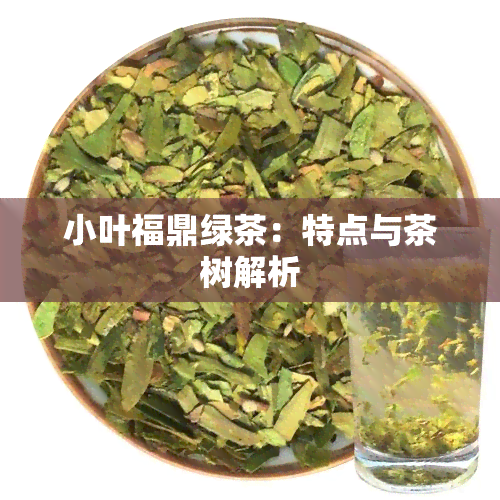 小叶福鼎绿茶：特点与茶树解析