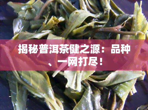 揭秘普洱茶健之源：品种、一网打尽！