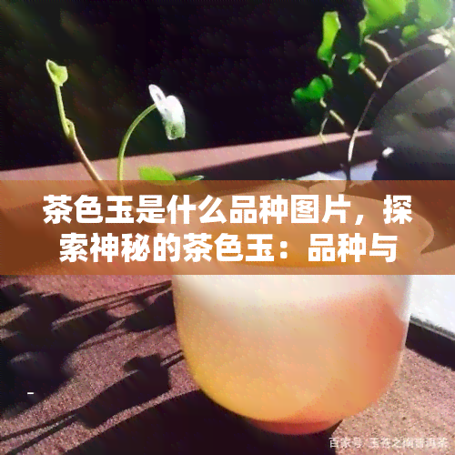 茶色玉是什么品种图片，探索神秘的茶色玉：品种与美丽图片解析