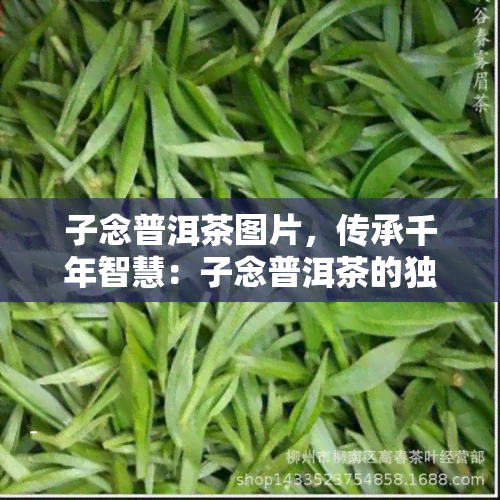 子念普洱茶图片，传承千年智慧：子念普洱茶的独特魅力