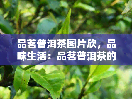 品茗普洱茶图片欣，品味生活：品茗普洱茶的美图欣