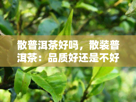 散普洱茶好吗，散装普洱茶：品质好还是不好？