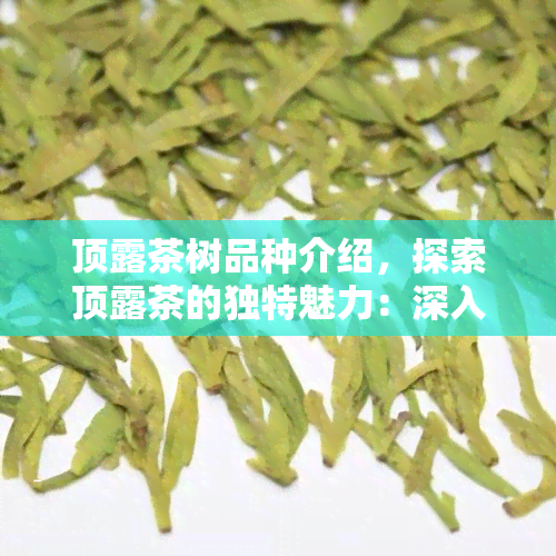 顶露茶树品种介绍，探索顶露茶的独特魅力：深入了解其珍稀茶树品种