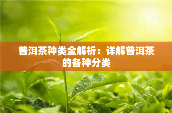 普洱茶种类全解析：详解普洱茶的各种分类