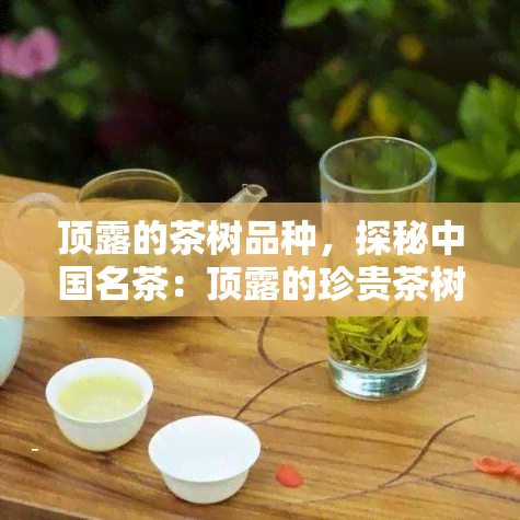 顶露的茶树品种，探秘中国名茶：顶露的珍贵茶树品种