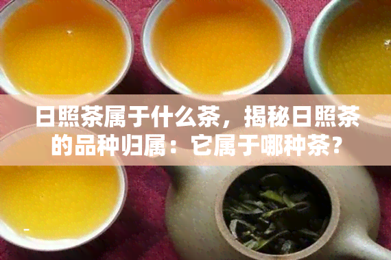 日照茶属于什么茶，揭秘日照茶的品种归属：它属于哪种茶？