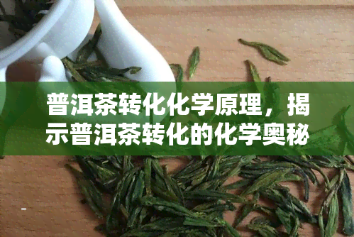 普洱茶转化化学原理，揭示普洱茶转化的化学奥秘：深入理解其独特的发酵过程