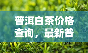 普洱白茶价格查询，最新普洱白茶价格大全，一键查询！