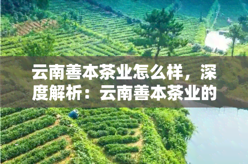 云南善本茶业怎么样，深度解析：云南善本茶业的实力与口碑