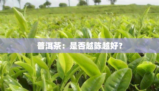 普洱茶：是否越陈越好？