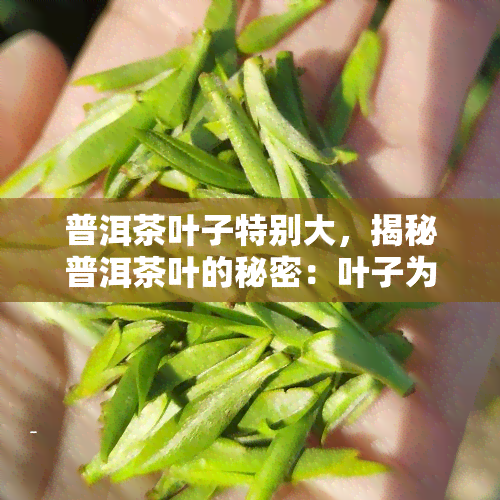 普洱茶叶子特别大，揭秘普洱茶叶的秘密：叶子为何特别大？