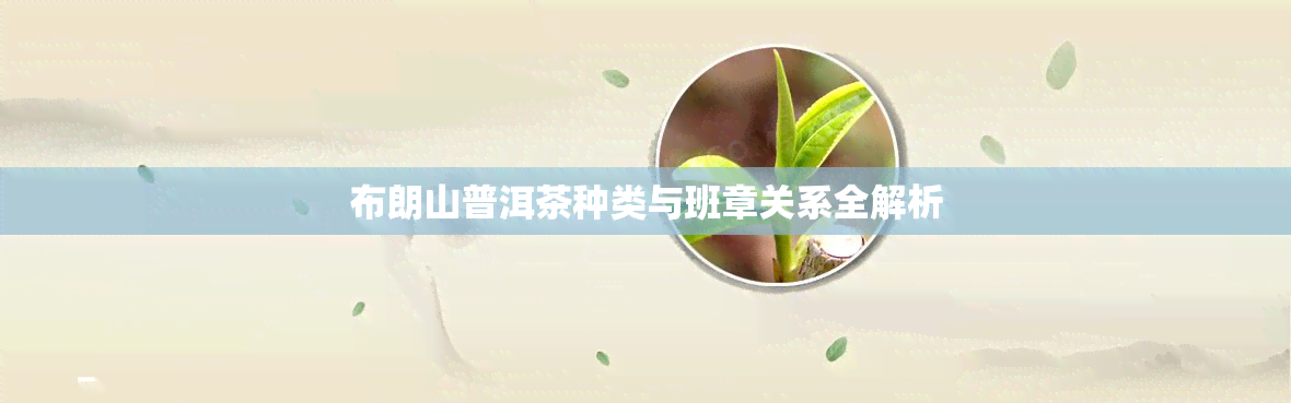 布朗山普洱茶种类与班章关系全解析