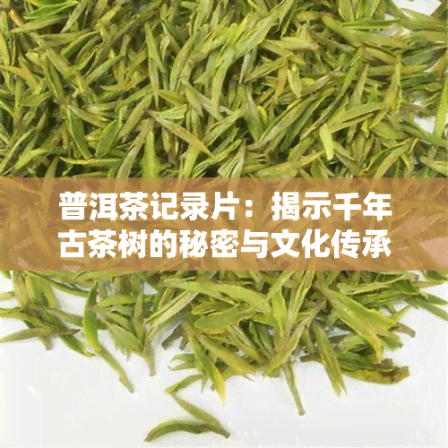 普洱茶记录片：揭示千年古茶树的秘密与文化传承