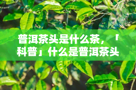 普洱茶头是什么茶，「科普」什么是普洱茶头？详解这种独特茶的来历与特点