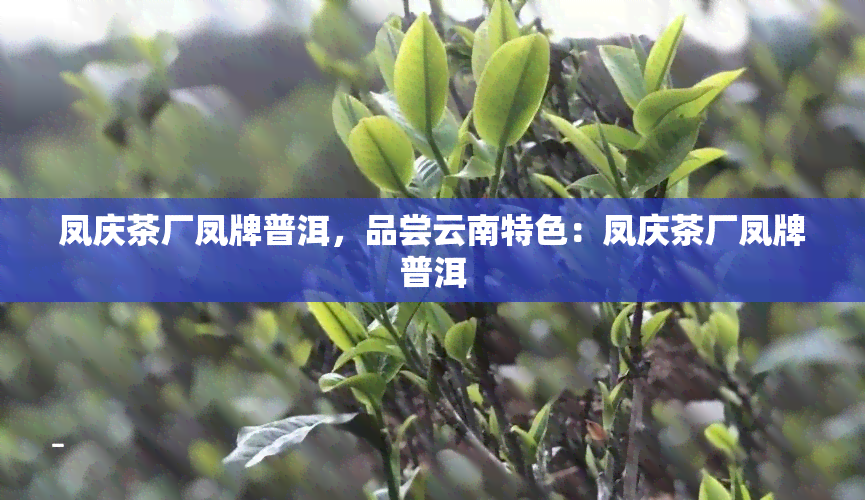 凤庆茶厂凤牌普洱，品尝云南特色：凤庆茶厂凤牌普洱