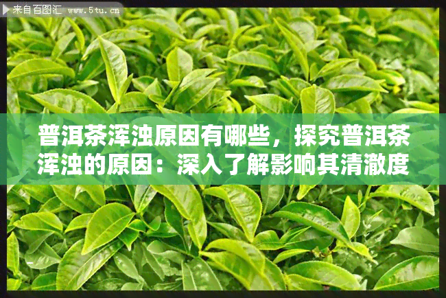 普洱茶浑浊原因有哪些，探究普洱茶浑浊的原因：深入了解影响其清澈度的因素