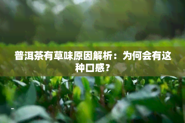 普洱茶有草味原因解析：为何会有这种口感？