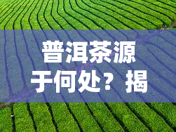 普洱茶源于何处？揭秘其历与命名由来