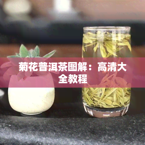 菊花普洱茶图解：高清大全教程