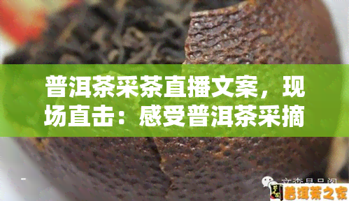 普洱茶采茶直播文案，现场直击：感受普洱茶采摘过程的直播间