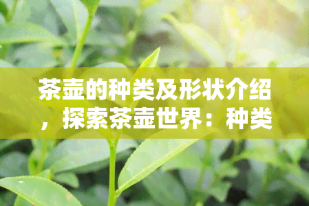 茶壶的种类及形状介绍，探索茶壶世界：种类与形状详解