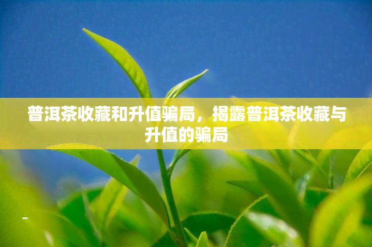 普洱茶收藏和升值骗局，揭露普洱茶收藏与升值的骗局