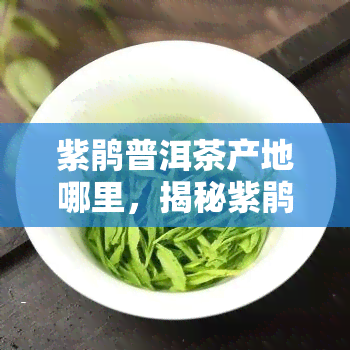 紫鹃普洱茶产地哪里，揭秘紫鹃普洱茶的更优产地！