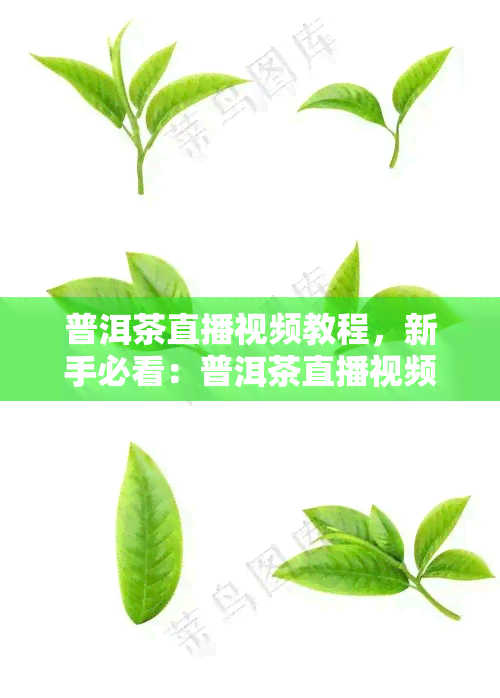 普洱茶直播视频教程，新手必看：普洱茶直播视频教程，让你轻松掌握泡茶技巧！