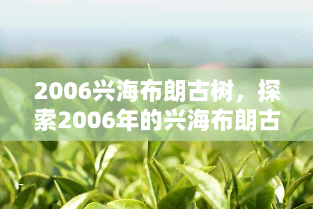 2006兴海布朗古树，探索2006年的兴海布朗古树：一种独特的普洱茶体验