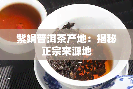 紫娟普洱茶产地：揭秘正宗来源地