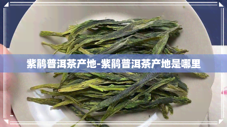 紫鹃普洱茶产地-紫鹃普洱茶产地是哪里