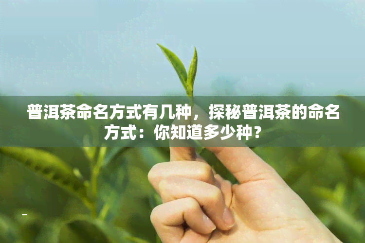 普洱茶命名方式有几种，探秘普洱茶的命名方式：你知道多少种？