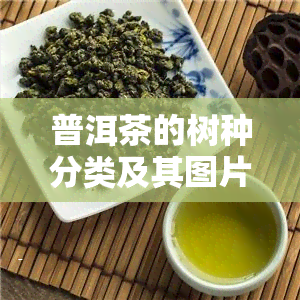 普洱茶的树种分类及其图片全览