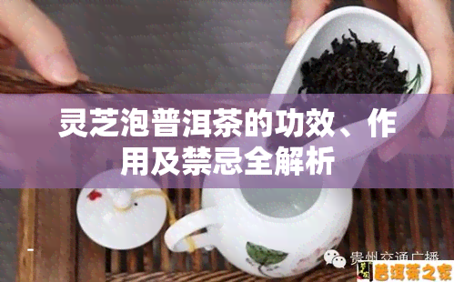 灵芝泡普洱茶的功效、作用及禁忌全解析