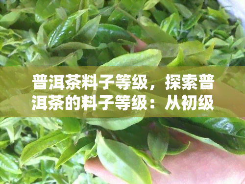 普洱茶料子等级，探索普洱茶的料子等级：从初级到高级的全面解析