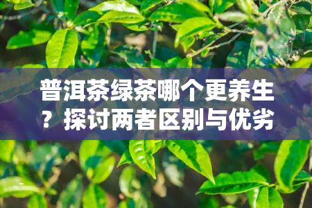 普洱茶绿茶哪个更养生？探讨两者区别与优劣