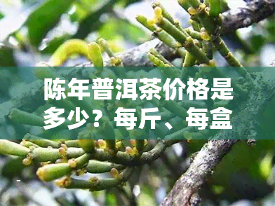 陈年普洱茶价格是多少？每斤、每盒的价格一览