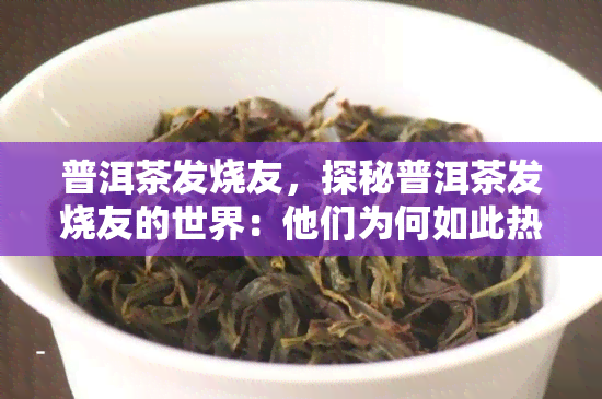 普洱茶发烧友，探秘普洱茶发烧友的世界：他们为何如此热爱普洱？