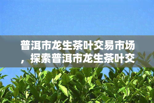 普洱市龙生茶叶交易市场，探索普洱市龙生茶叶交易市场的魅力与特色